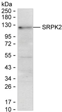 SRPK2